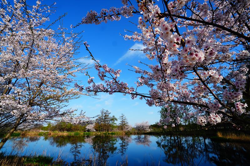 1184_浪岡湿生花園_青森