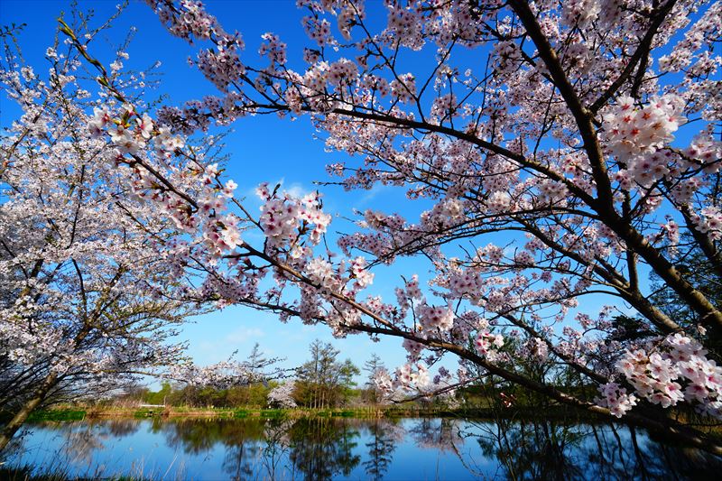 1185_浪岡湿生花園_青森