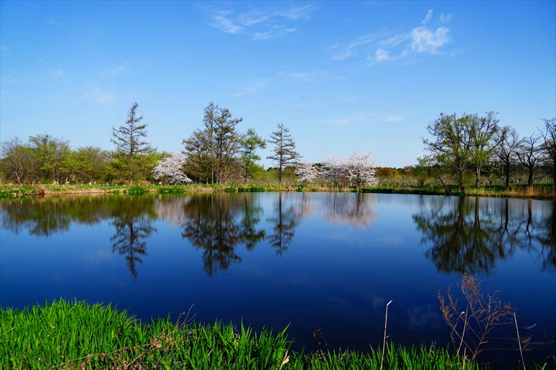 1186_浪岡湿生花園_青森
