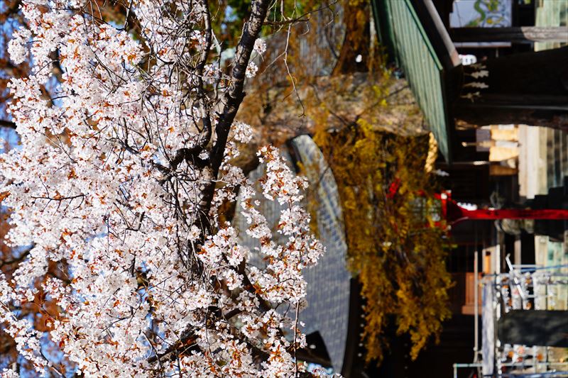 1369_鶴田八幡宮_青森