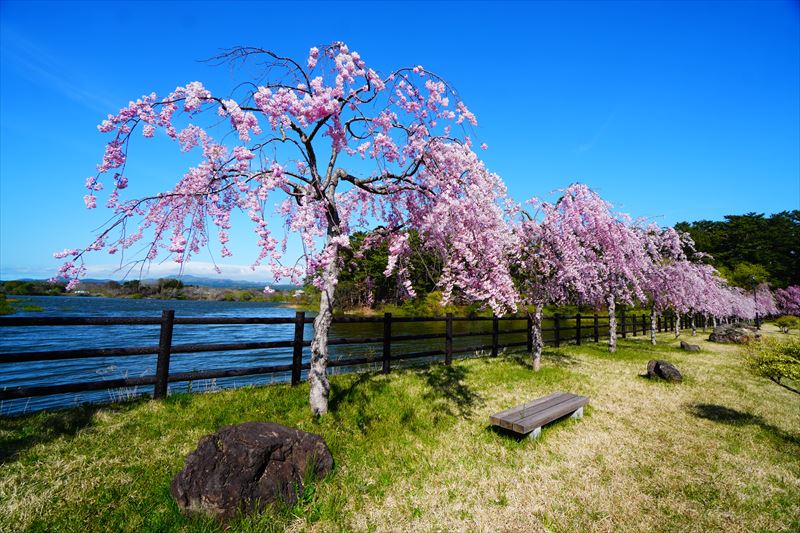 1191_芦野公園_青森