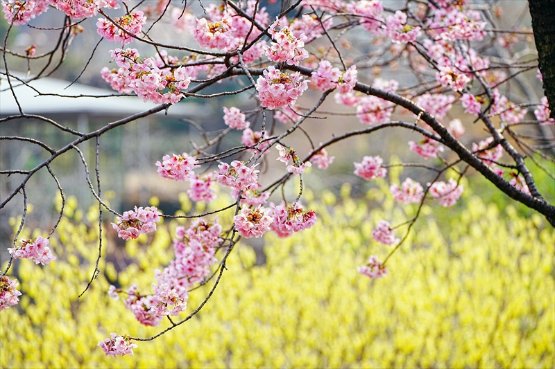 1047_馬場花木園_神奈川