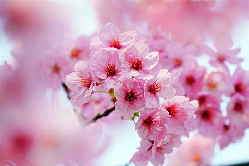 1078_日本のさくら（素材）_日本