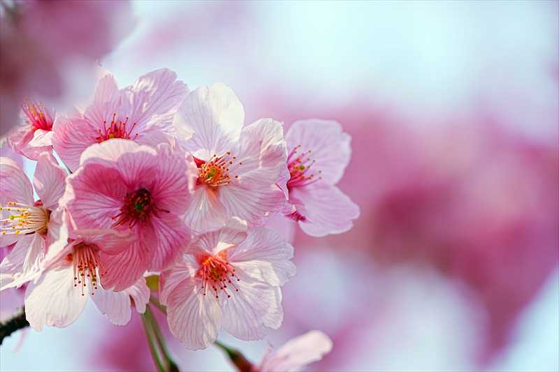 1079_日本のさくら（素材）_日本