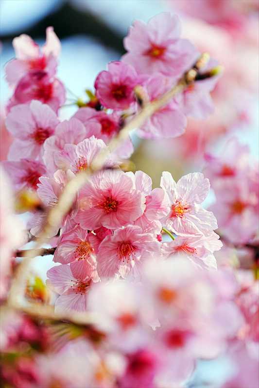 1080_日本のさくら（素材）_日本