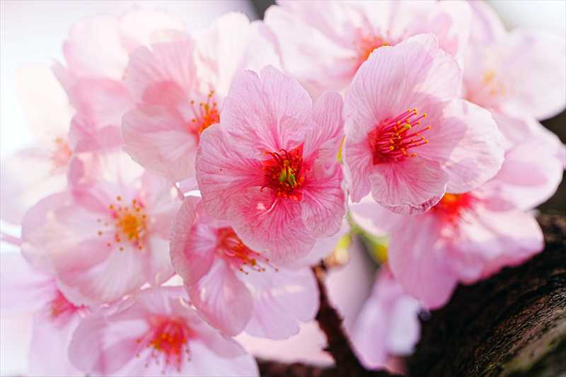 1081_日本のさくら（素材）_日本