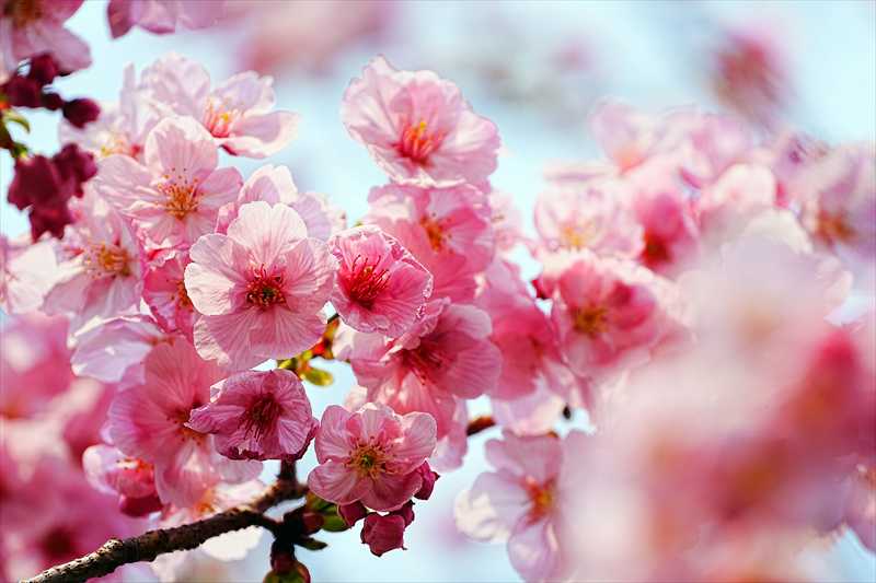 1082_日本のさくら（素材）_日本