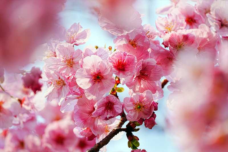 1083_日本のさくら（素材）_日本