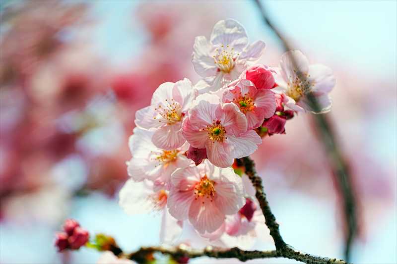 1084_日本のさくら（素材）_日本