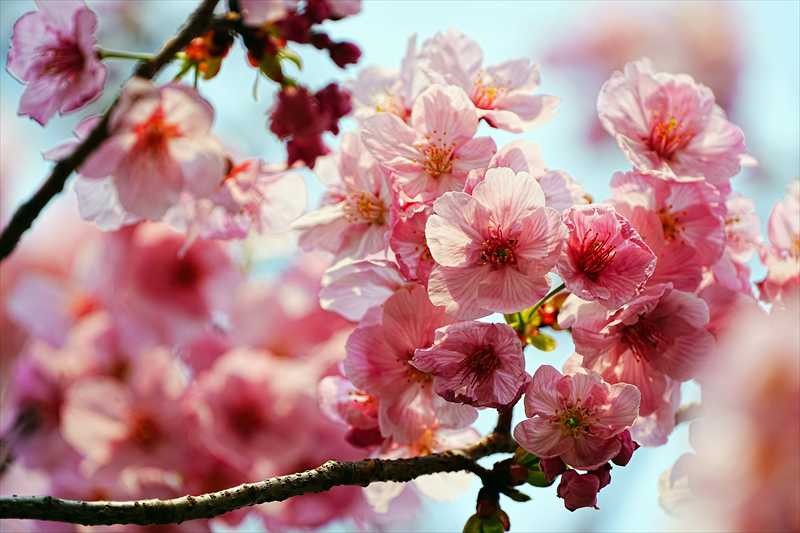 1085_日本のさくら（素材）_日本