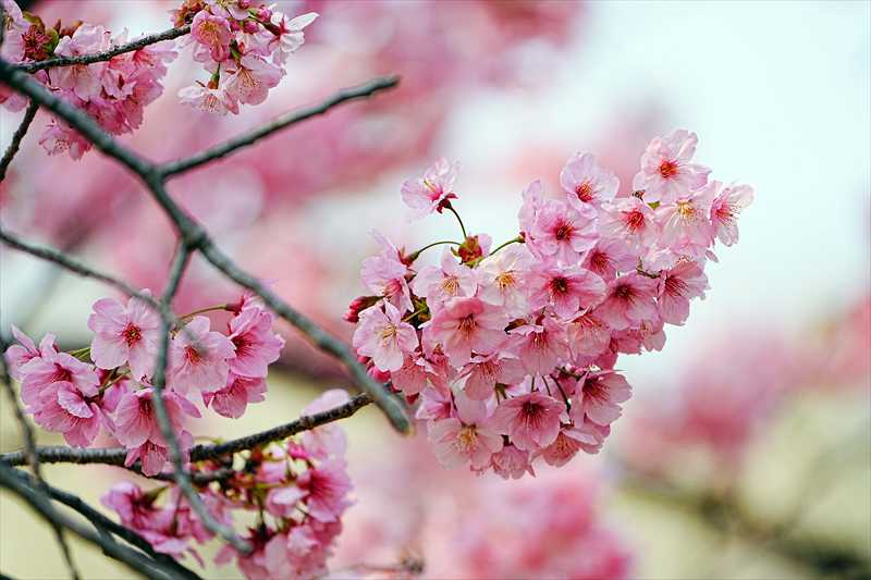 1087_日本のさくら（素材）_日本