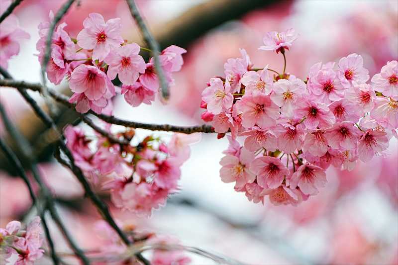 1088_日本のさくら（素材）_日本