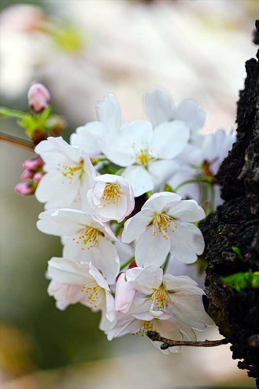 1089_日本のさくら（素材）_日本