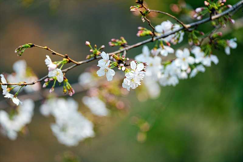 1090_日本のさくら（素材）_日本