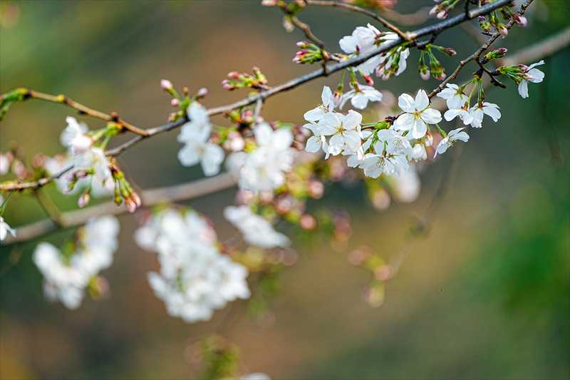 1091_日本のさくら（素材）_日本