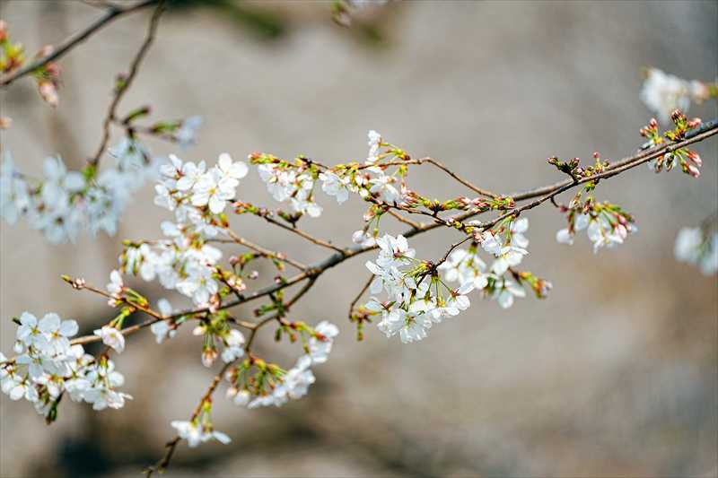 1092_日本のさくら（素材）_日本