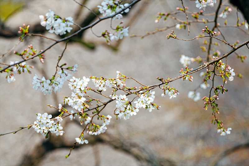 1093_日本のさくら（素材）_日本