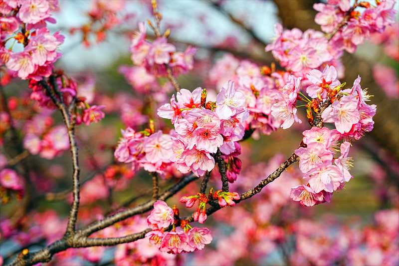 1094_日本のさくら（素材）_日本