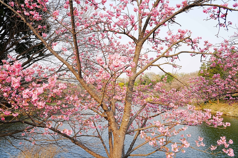 1042_三ッ池公園_神奈川