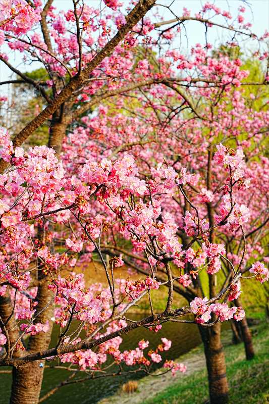 1095_日本のさくら（素材）_日本