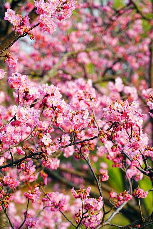 1096_日本のさくら（素材）_日本