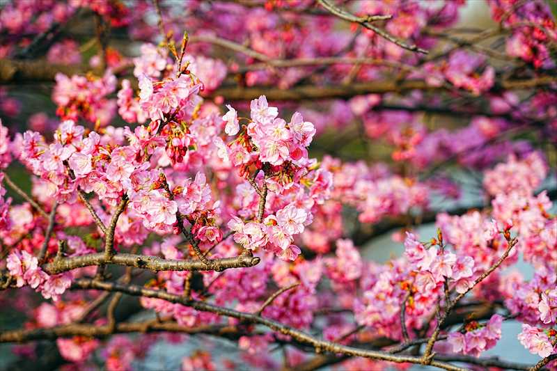 1097_日本のさくら（素材）_日本