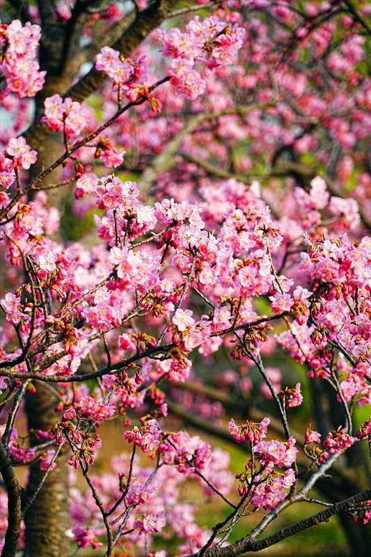 1099_日本のさくら（素材）_日本