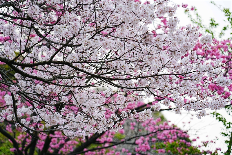 1045_三ッ池公園_神奈川