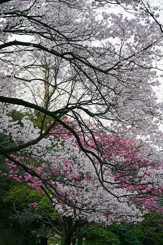 1046_三ッ池公園_神奈川
