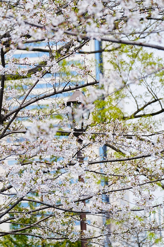 1053_掃部山（かもんやま）公園_神奈川