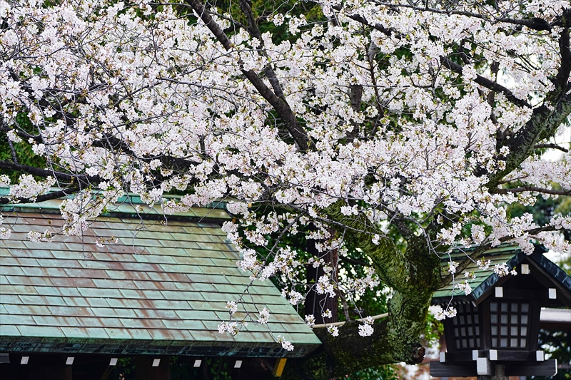 1096_伊勢山皇大神宮_神奈川