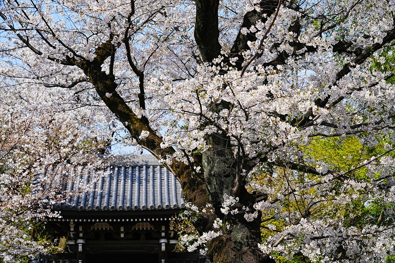 1115_威光山法明寺_東京