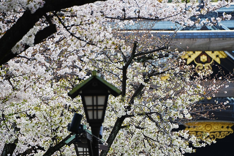 1037_靖国神社_東京