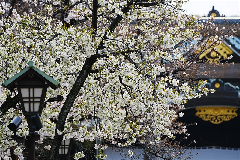 1038_靖国神社_東京