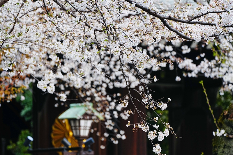 1040_靖国神社_東京