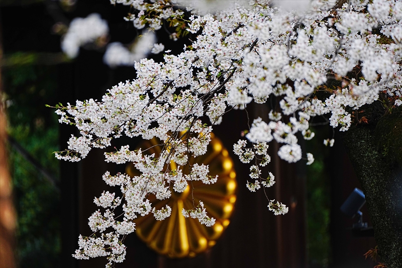 1042_靖国神社_東京