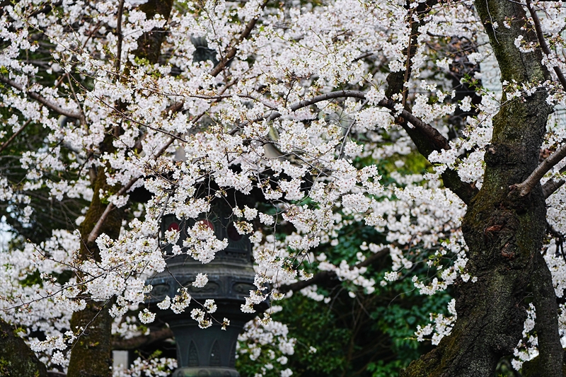1046_靖国神社_東京