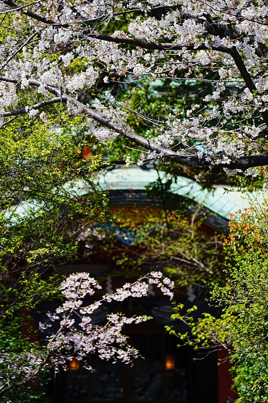 1073_芝東照宮_東京