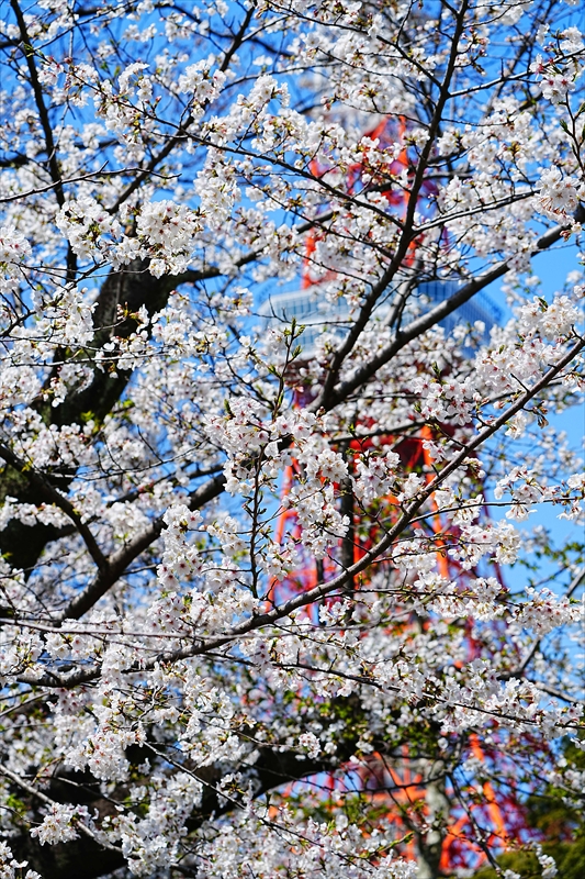 1068_芝公園_東京