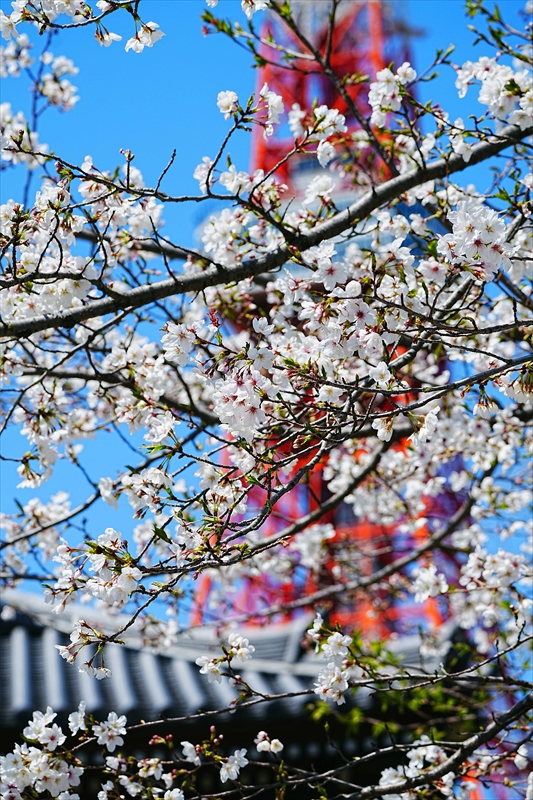 1055_増上寺_東京