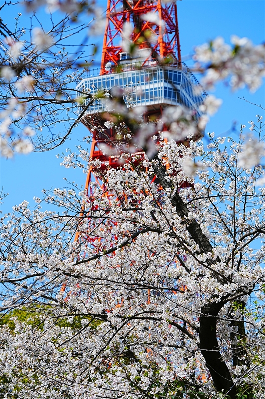 1069_芝公園_東京