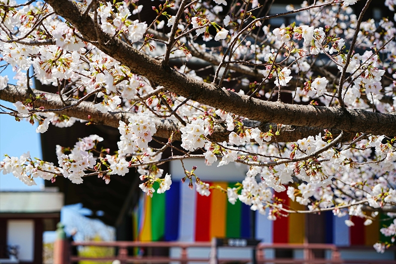 1057_増上寺_東京