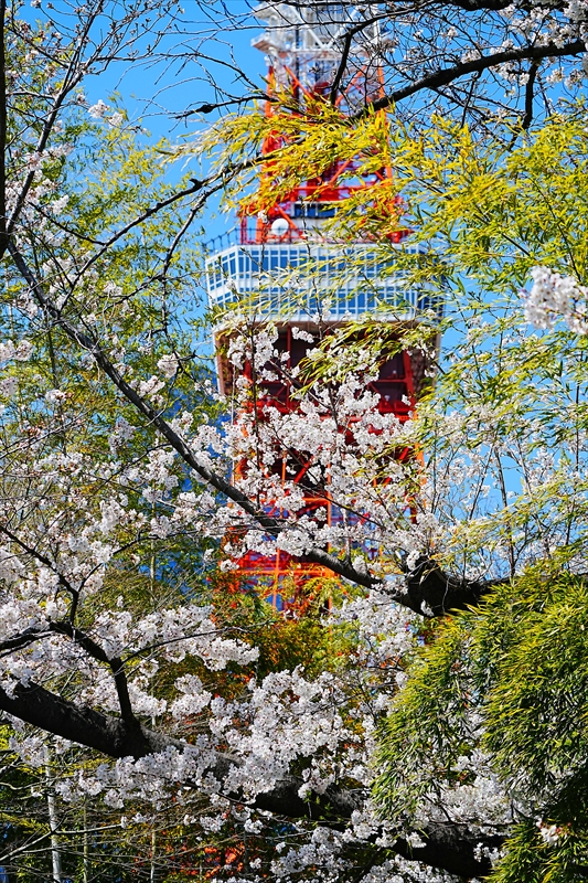 1058_増上寺_東京