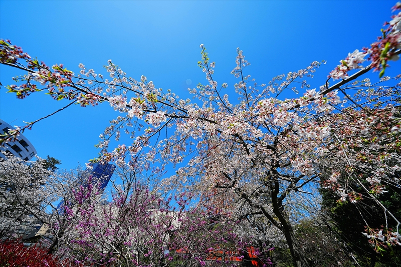 1070_芝公園_東京
