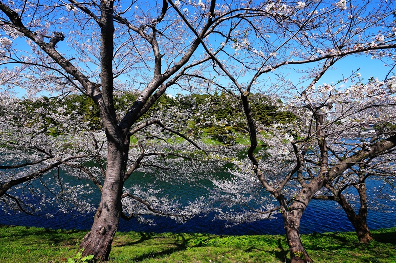 1137_皇居柳の井_東京