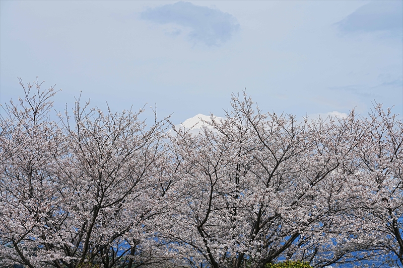 1065_雁堤の桜_静岡