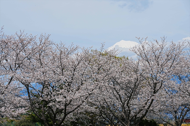 1066_雁堤の桜_静岡