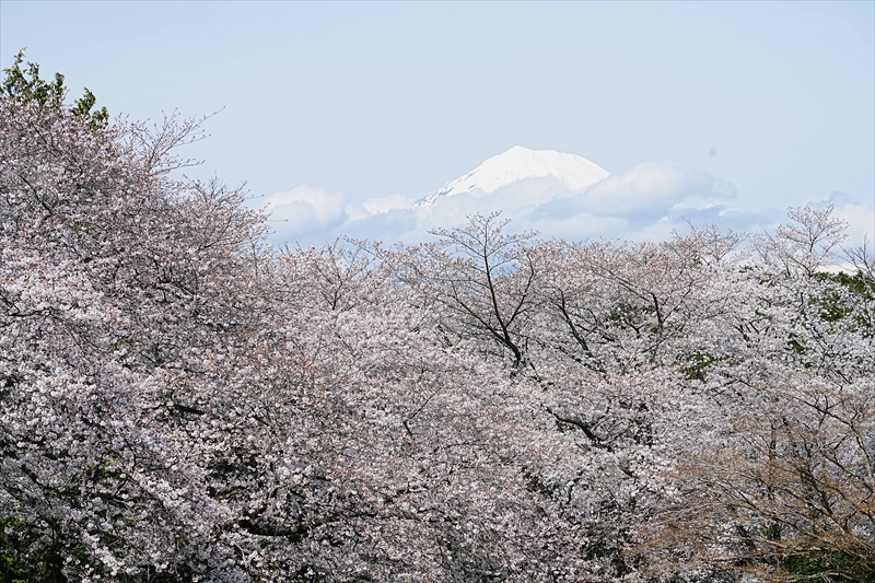 1046_岩本山公園_静岡