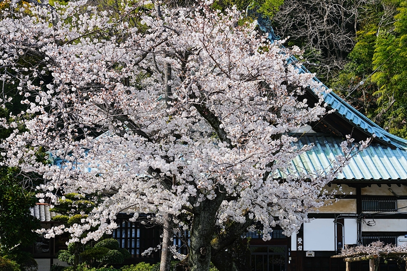 1030_富士市實相寺_静岡