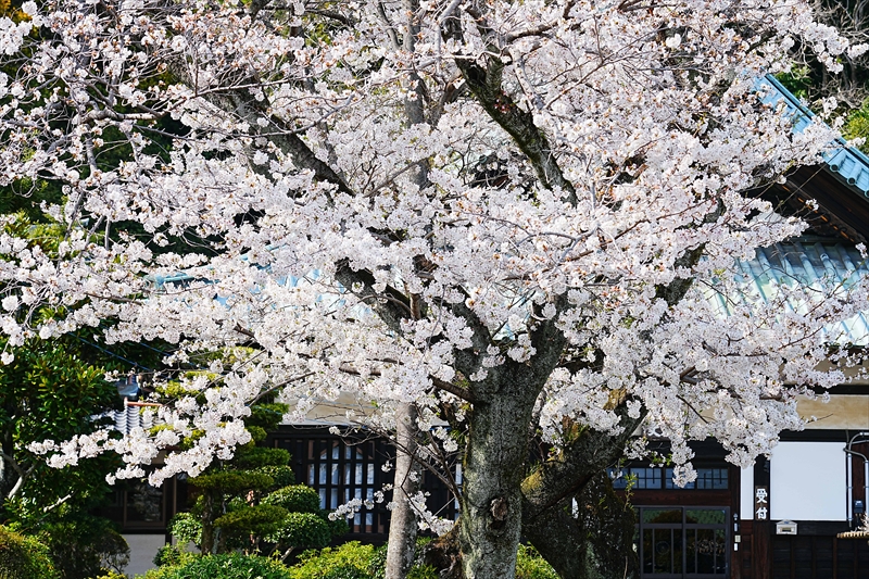 1031_富士市實相寺_静岡